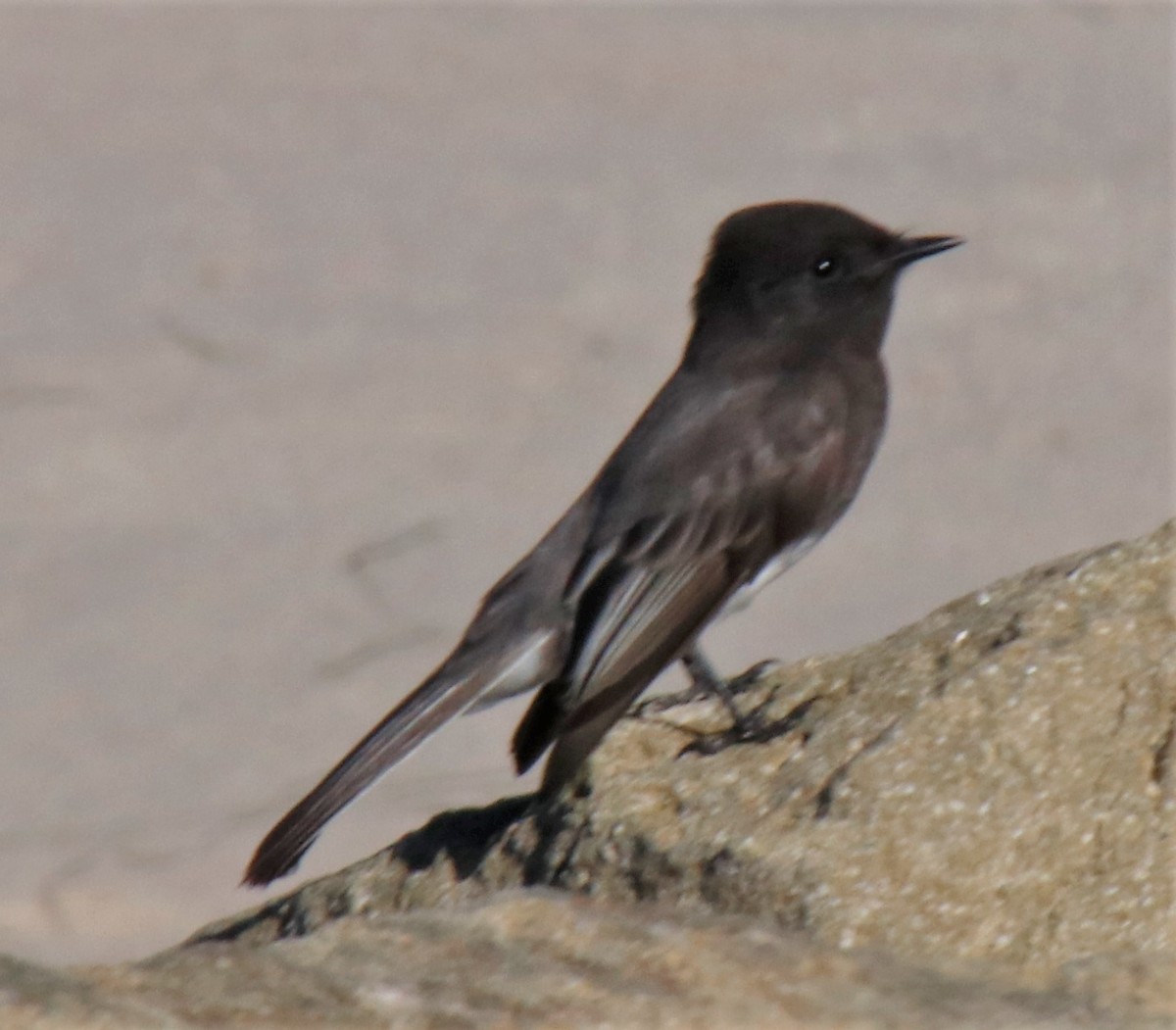 Black Phoebe - ML385303631