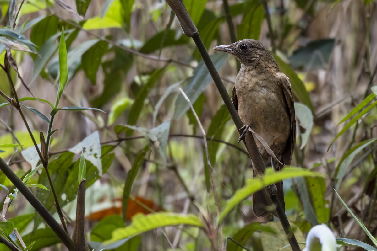 Hauxwell's Thrush - ML385303711