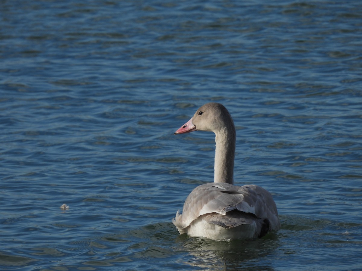 Tundra Swan - ML385303871