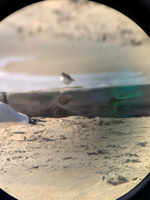 Semipalmated Plover - ML385305541