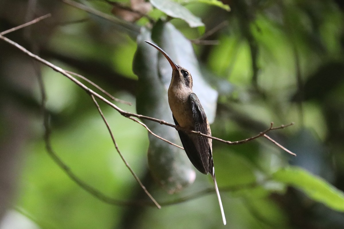 Long-tailed Hermit - ML385305751