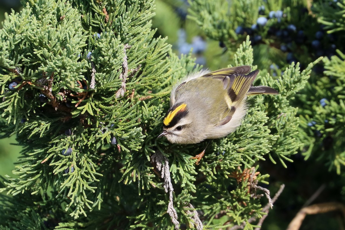 Golden-crowned Kinglet - ML385305981