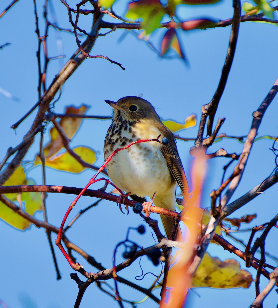 Hermit Thrush - ML385307251