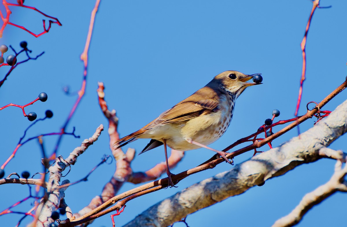 Hermit Thrush - ML385307281