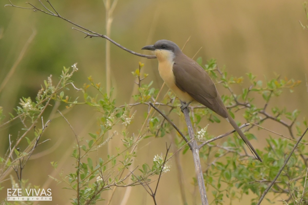 Dark-billed Cuckoo - ML385307901