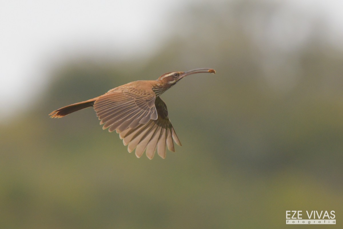 Scimitar-billed Woodcreeper - ML385307981