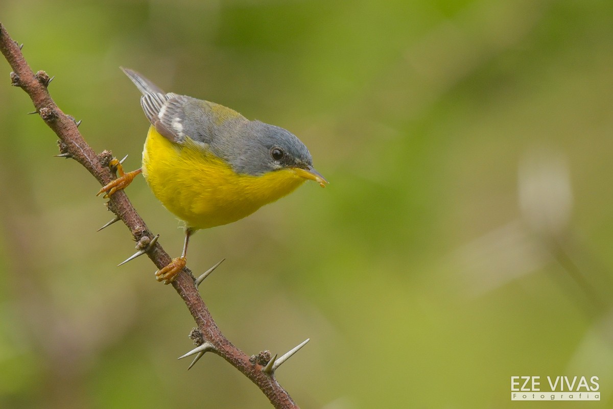 Tropical Parula - ML385308061