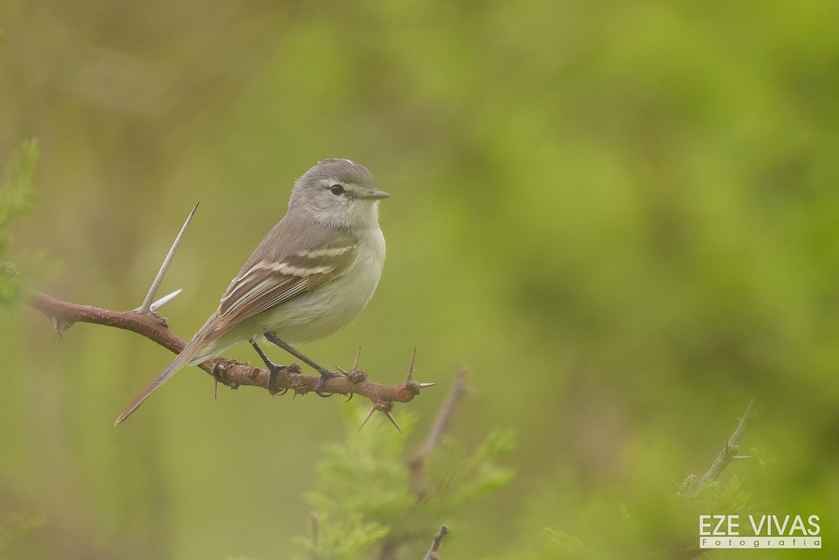 White-crested Tyrannulet (White-bellied) - ML385308121