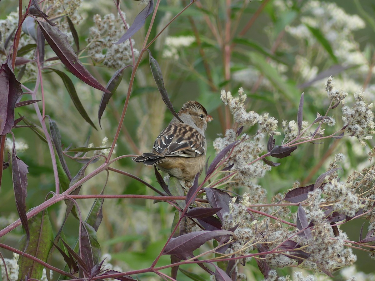 White-crowned Sparrow - ML385309171