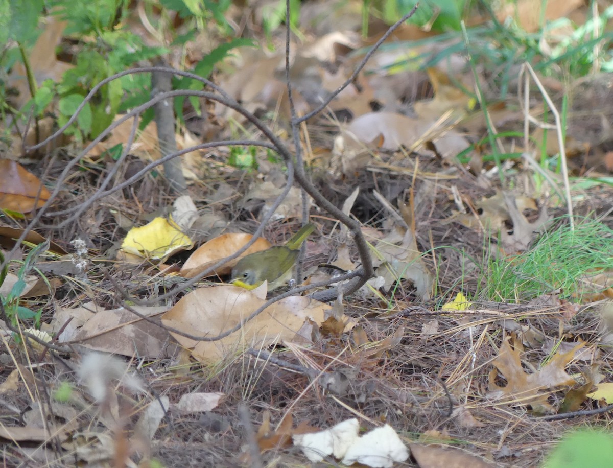 Common Yellowthroat - ML385309291