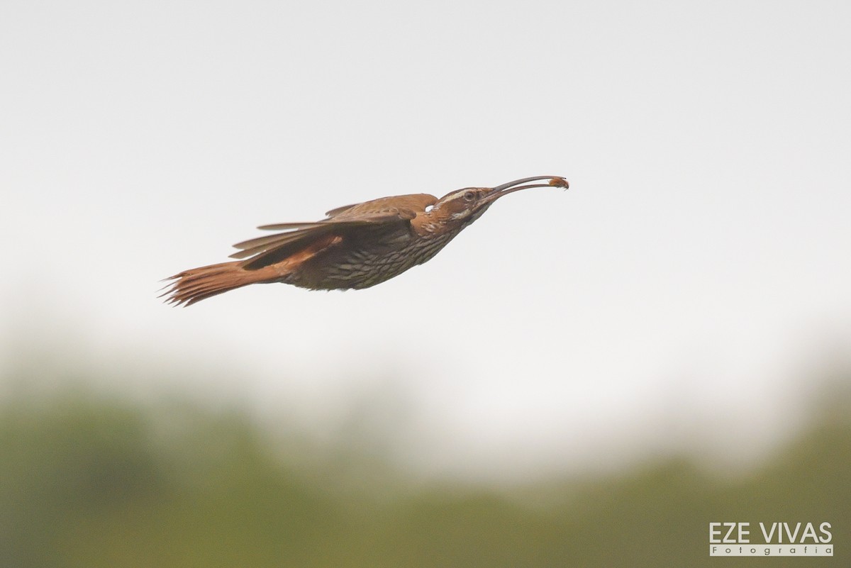 Scimitar-billed Woodcreeper - ML385310041