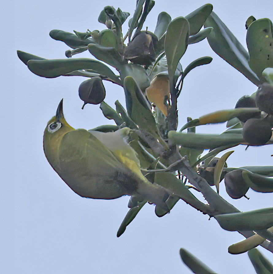 Swinhoe's White-eye - ML385310651