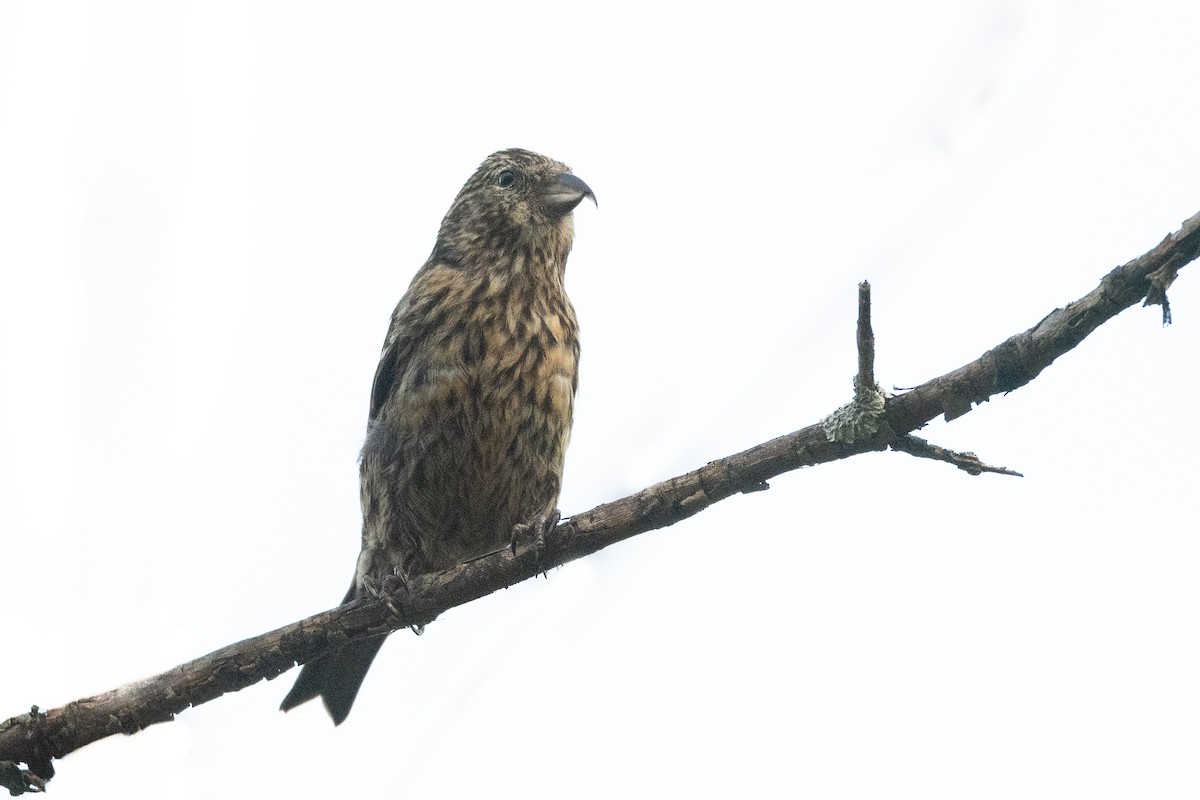 White-winged Crossbill - ML385311511