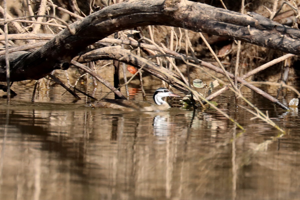 Sungrebe - ML385312141