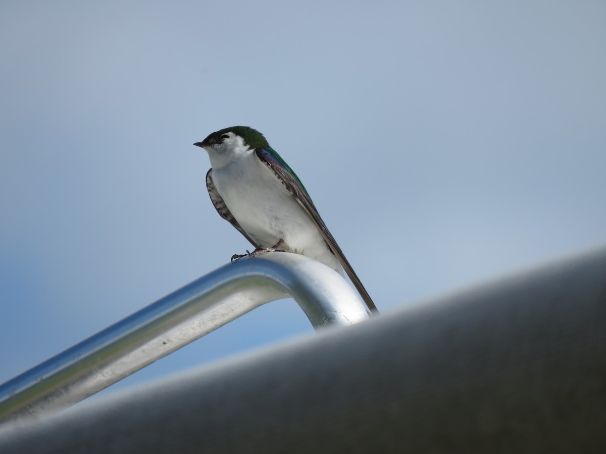 Violet-green Swallow - ML385312561