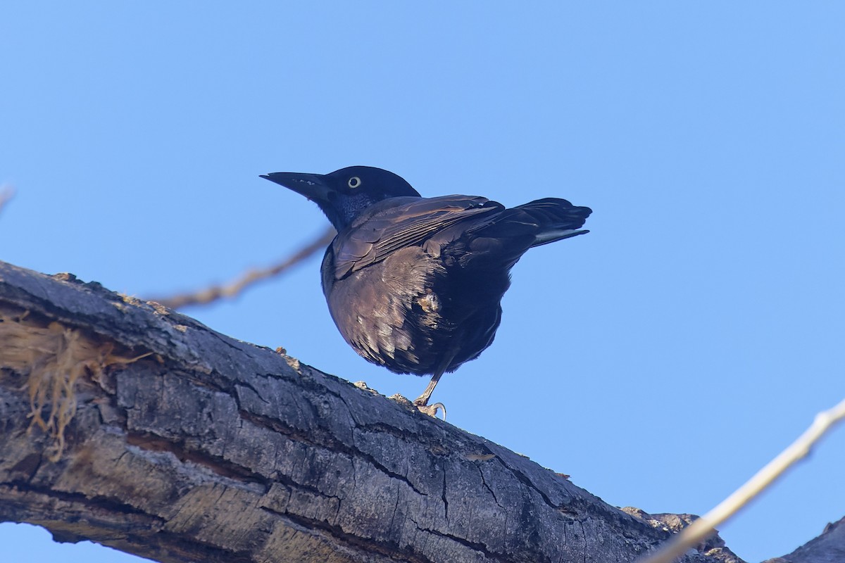 Common Grackle (Bronzed) - ML385313861