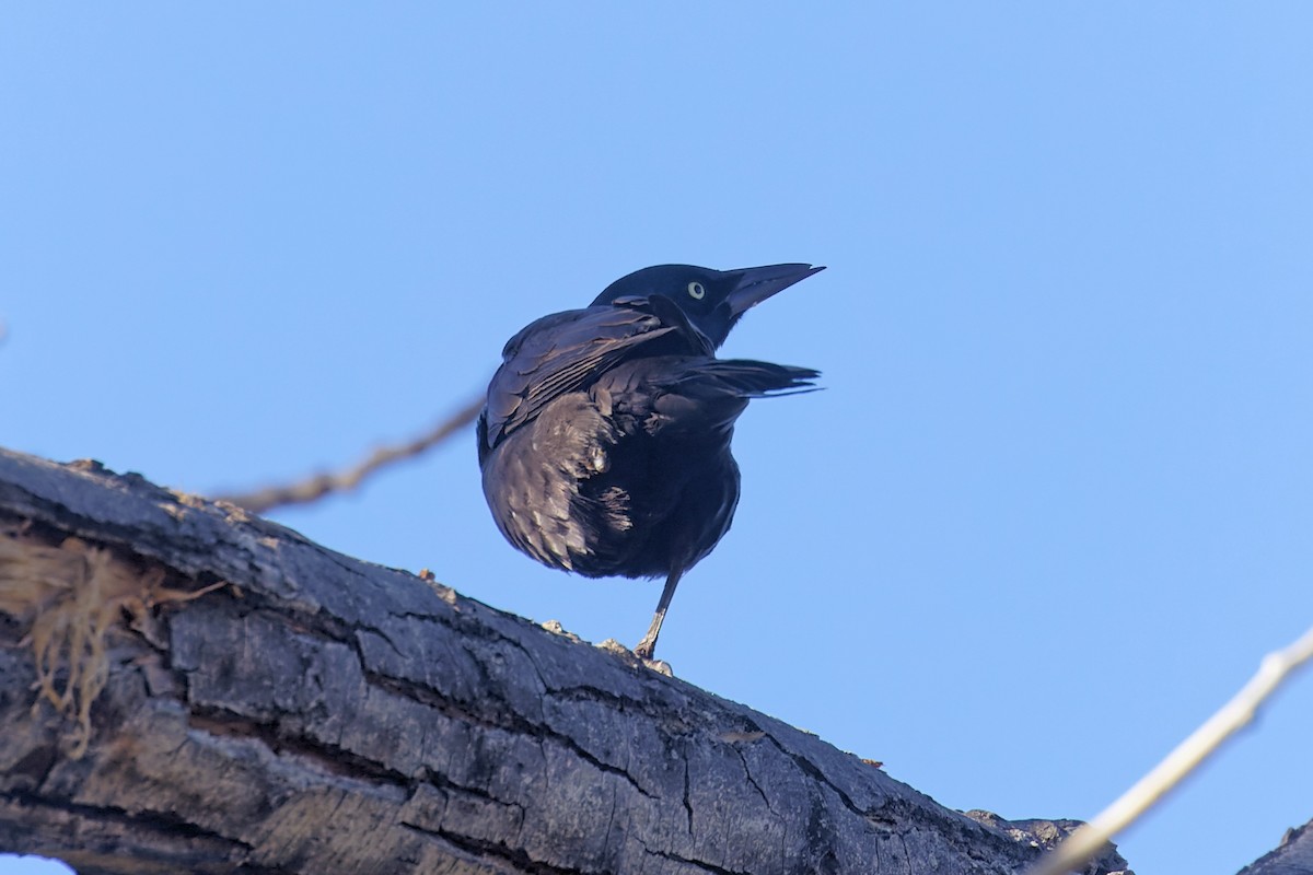 Common Grackle (Bronzed) - ML385313881