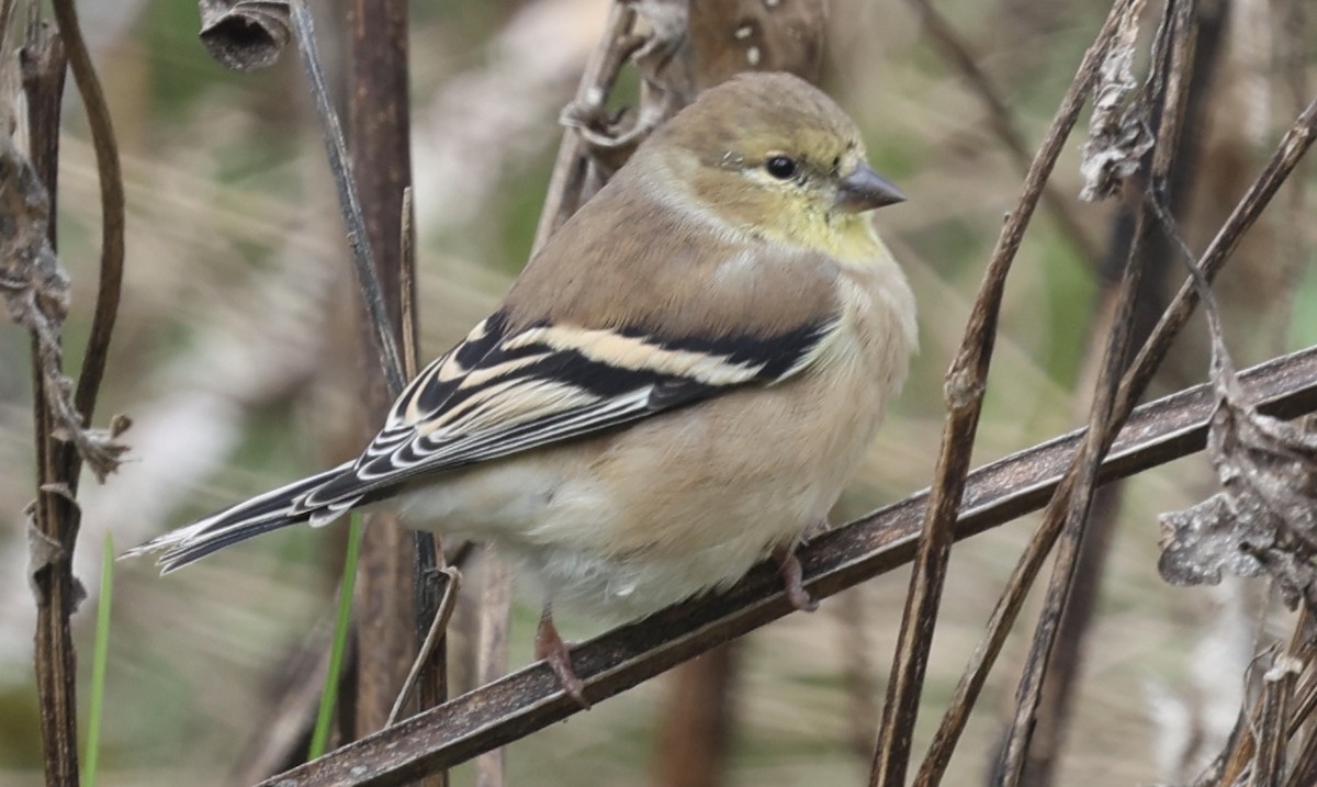 American Goldfinch - ML385314161