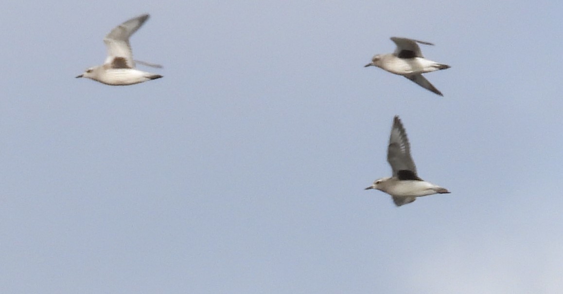 Black-bellied Plover - ML385314581