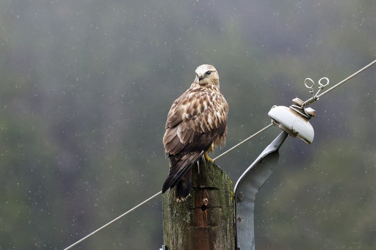 Rough-legged Hawk - Daniel Eslake