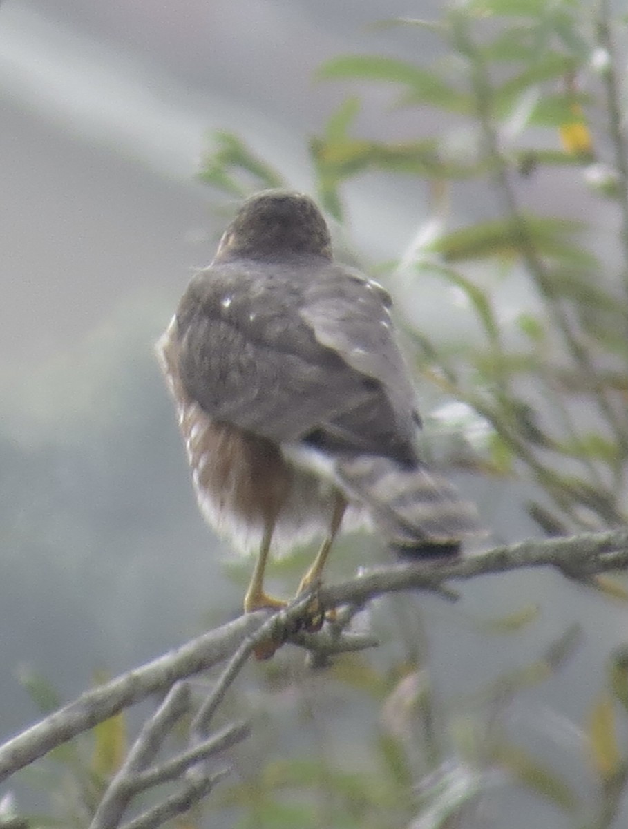 Sharp-shinned Hawk - ML385318621