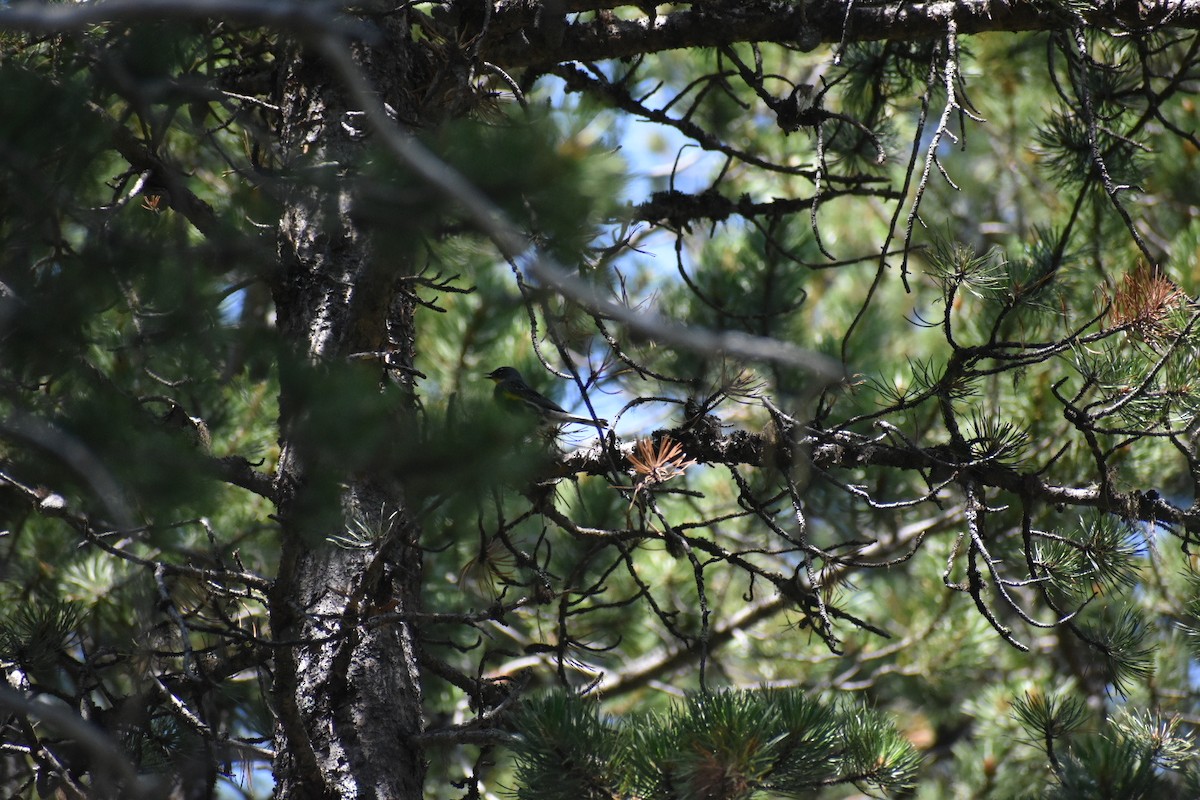 Yellow-rumped Warbler (Audubon's) - ML385319131