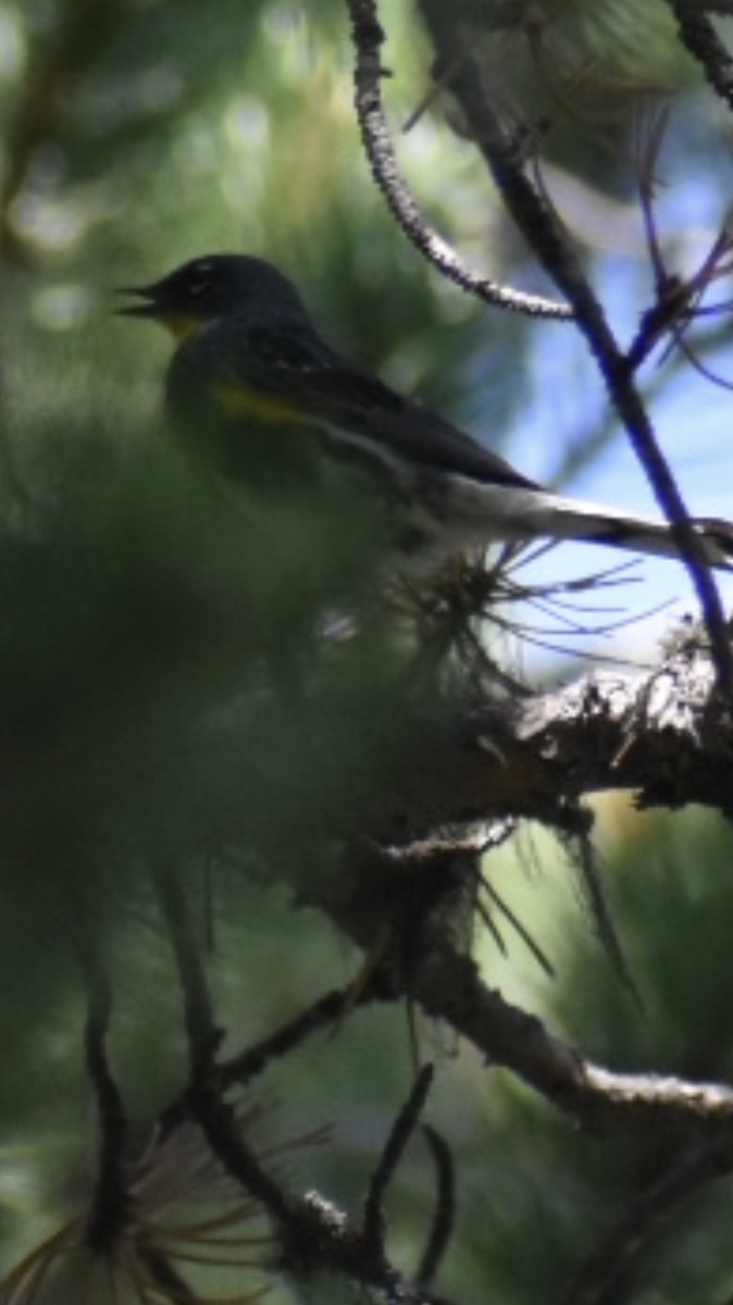Yellow-rumped Warbler (Audubon's) - ML385319201