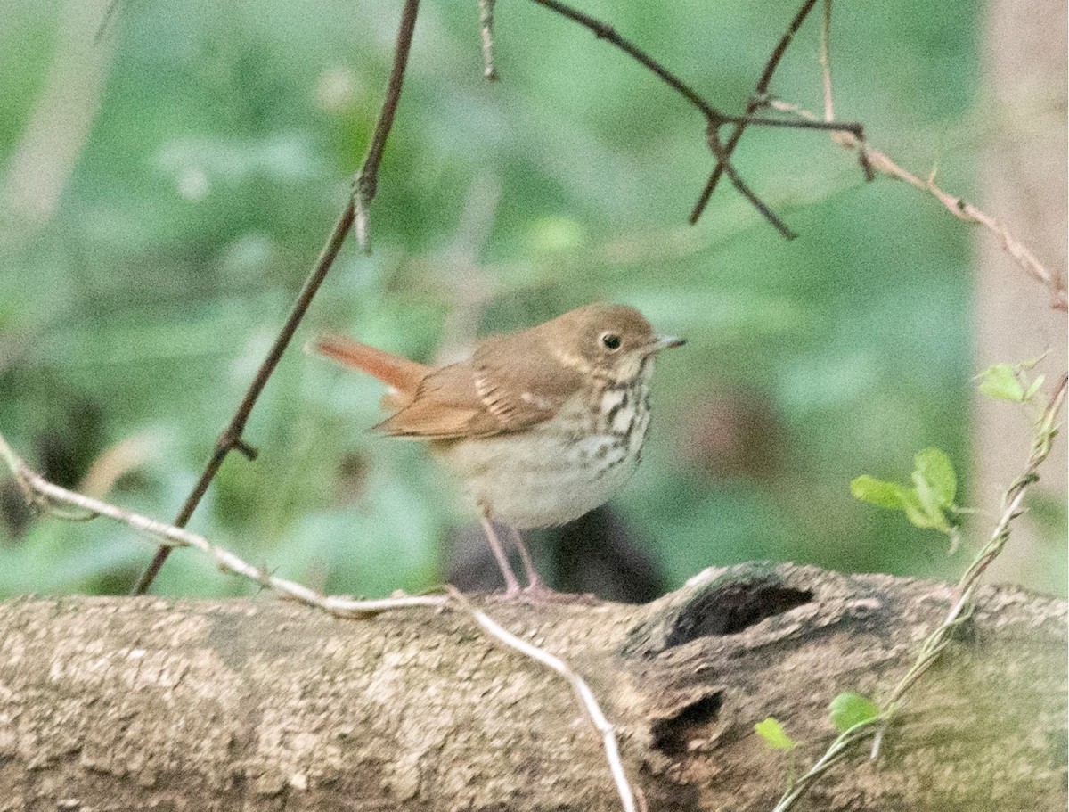 Hermit Thrush - ML385319561