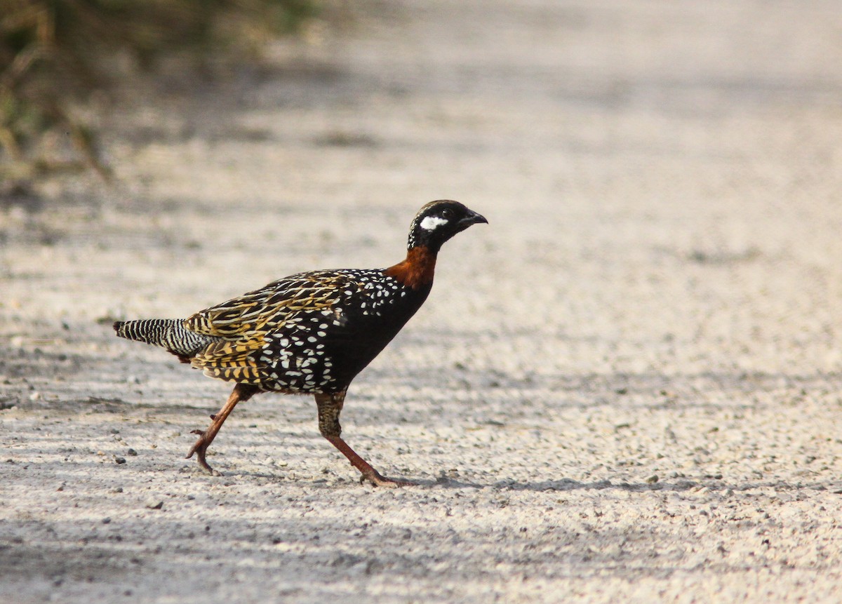 Black Francolin - ML385320461