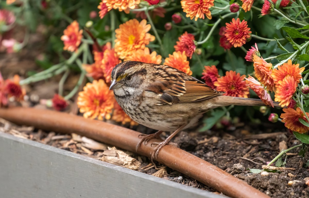 White-throated Sparrow - ML385321851