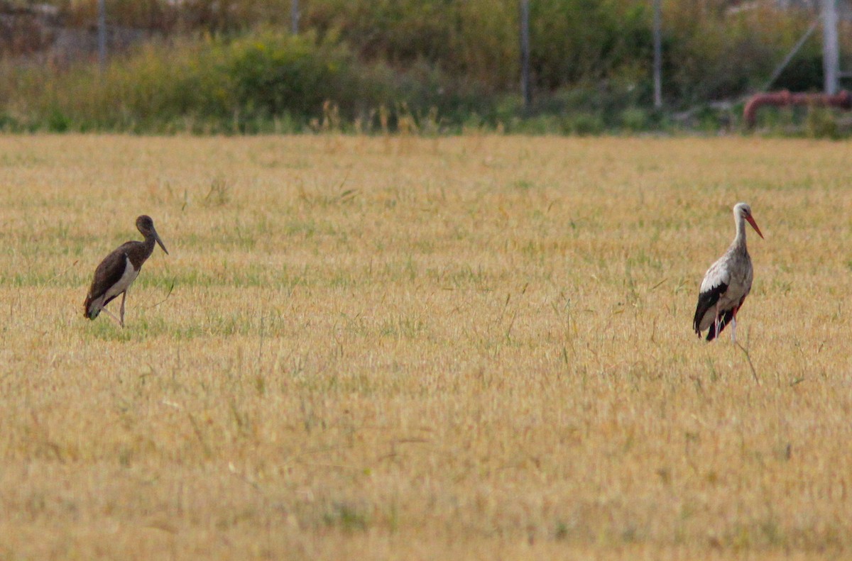 Black Stork - ML385322151