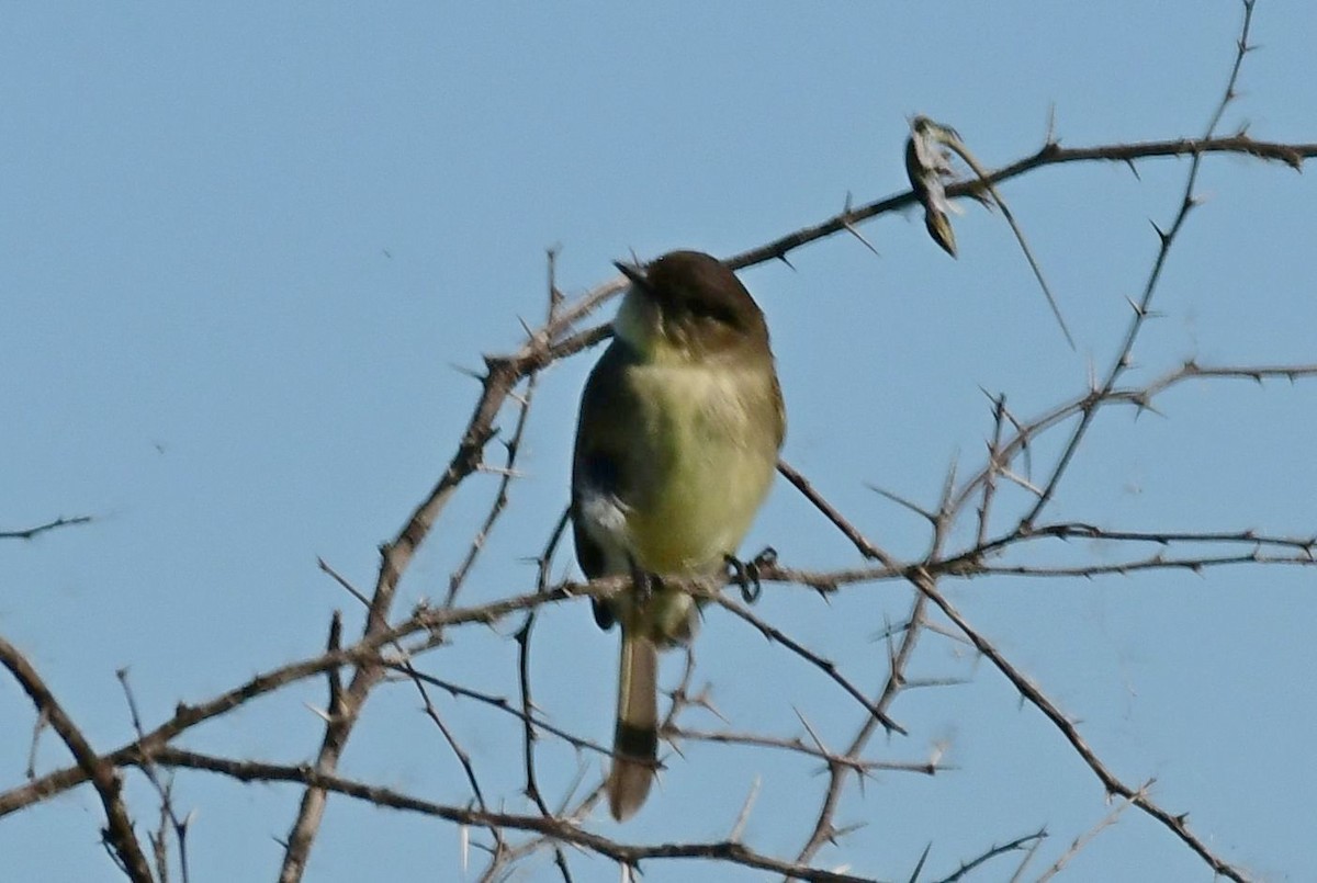 Eastern Phoebe - James Bozeman