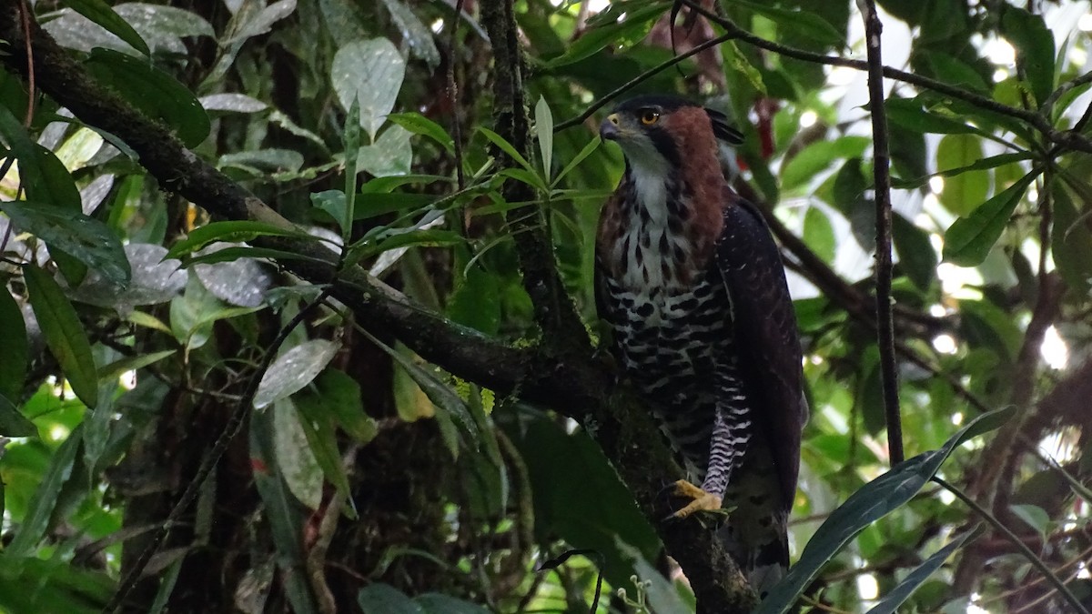 Ornate Hawk-Eagle - ML385325631