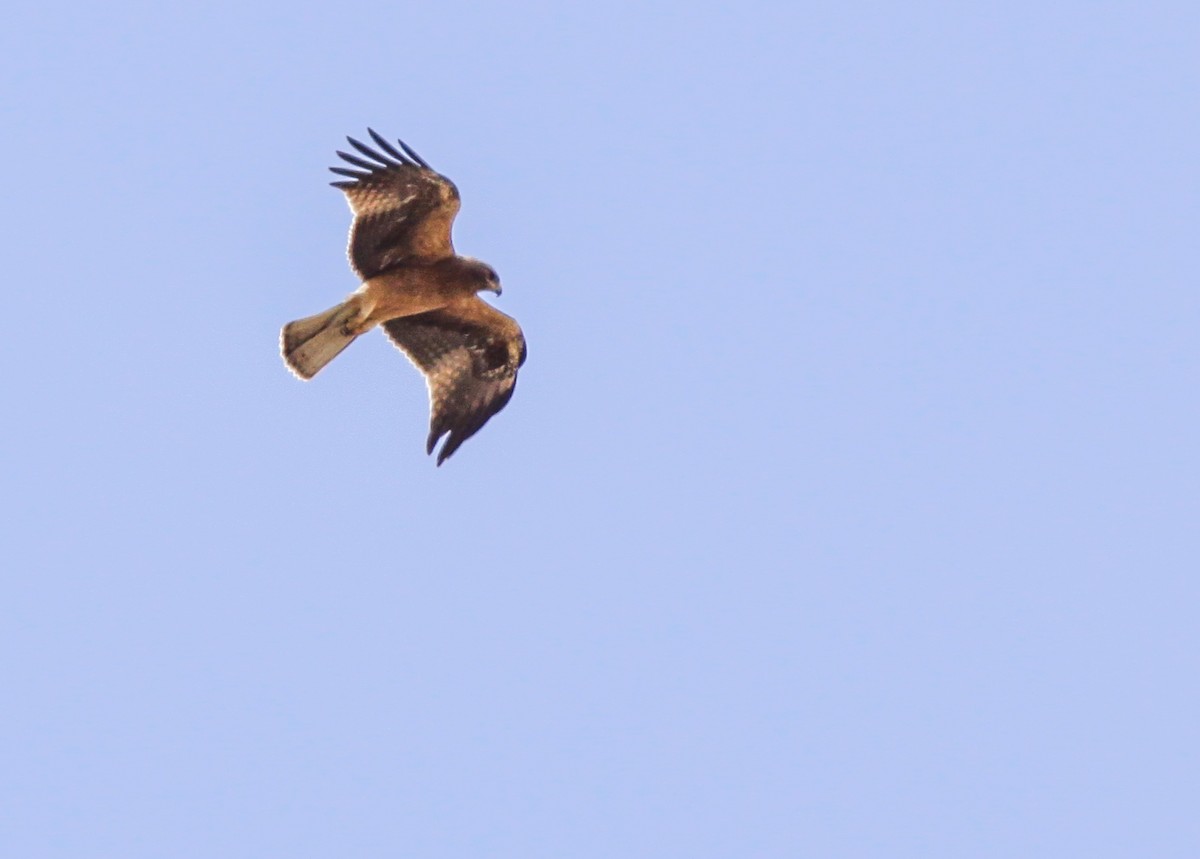 Booted Eagle - ML385325901