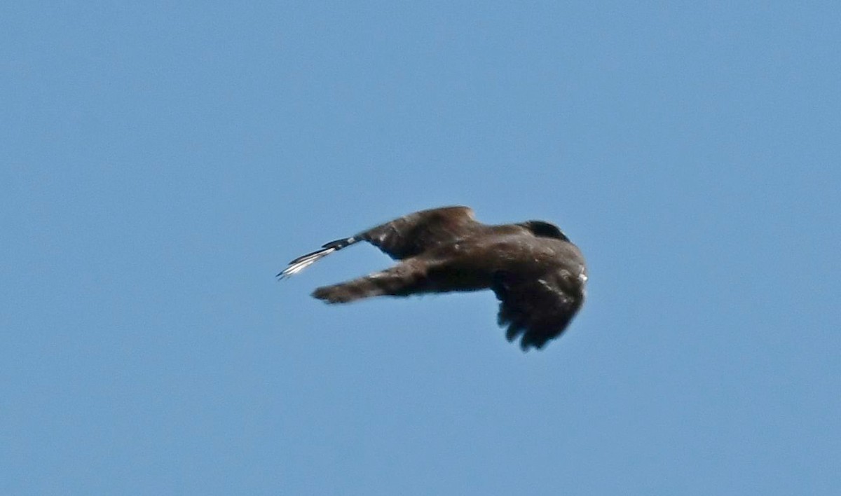 Cooper's Hawk - ML385326091