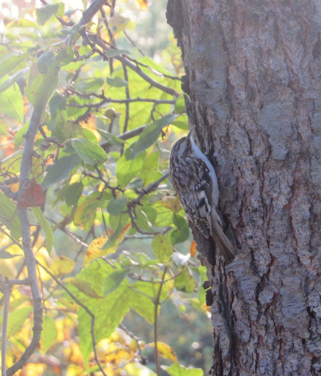 Brown Creeper - ML385326431