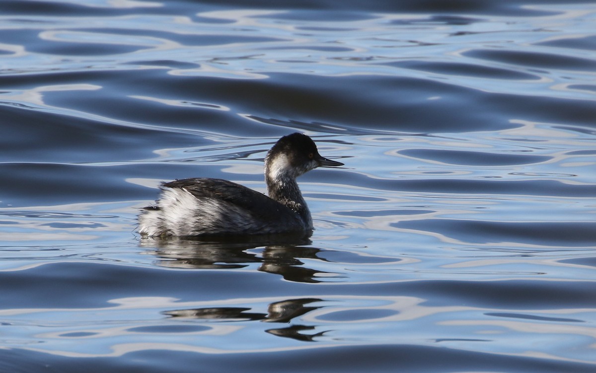 Eared Grebe - ML385326501