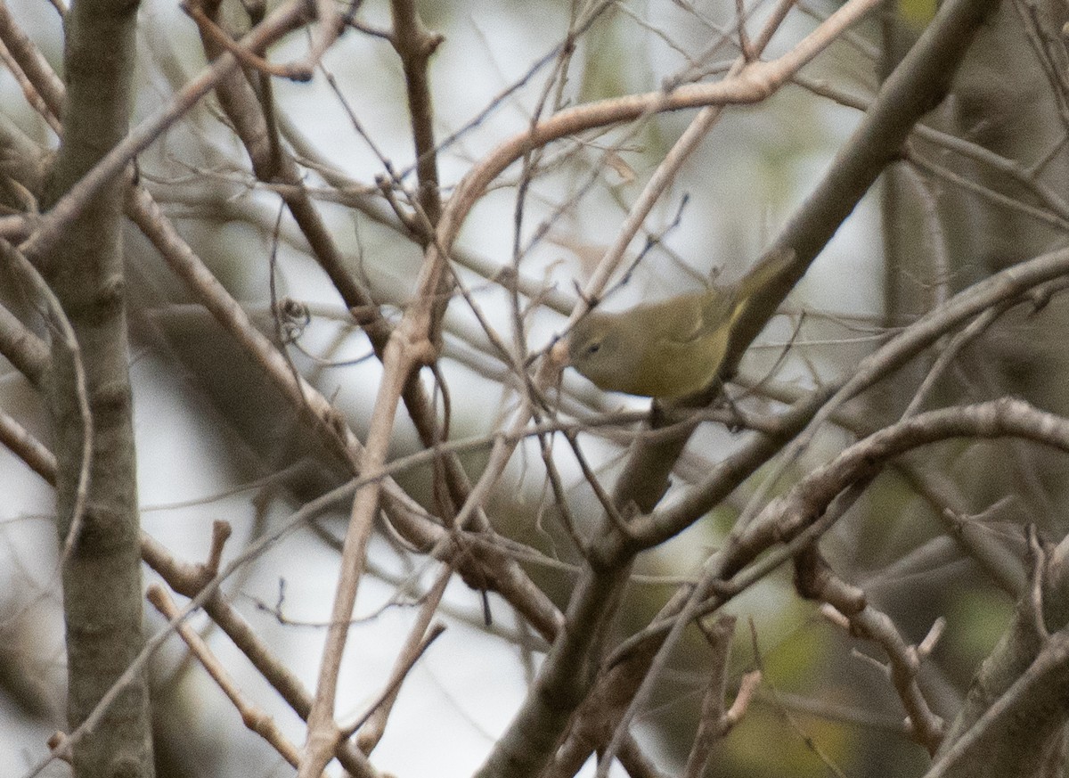 Orange-crowned Warbler - ML385326631