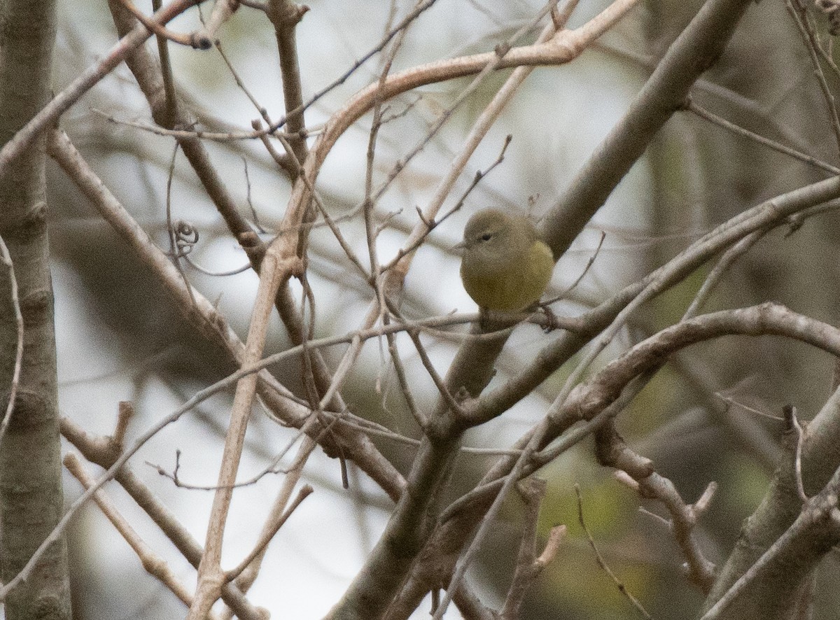Orange-crowned Warbler - ML385326641