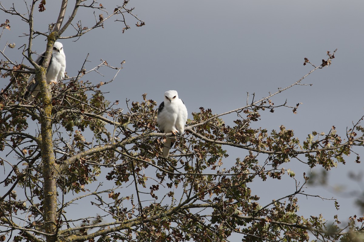 White-tailed Kite - ML385326681