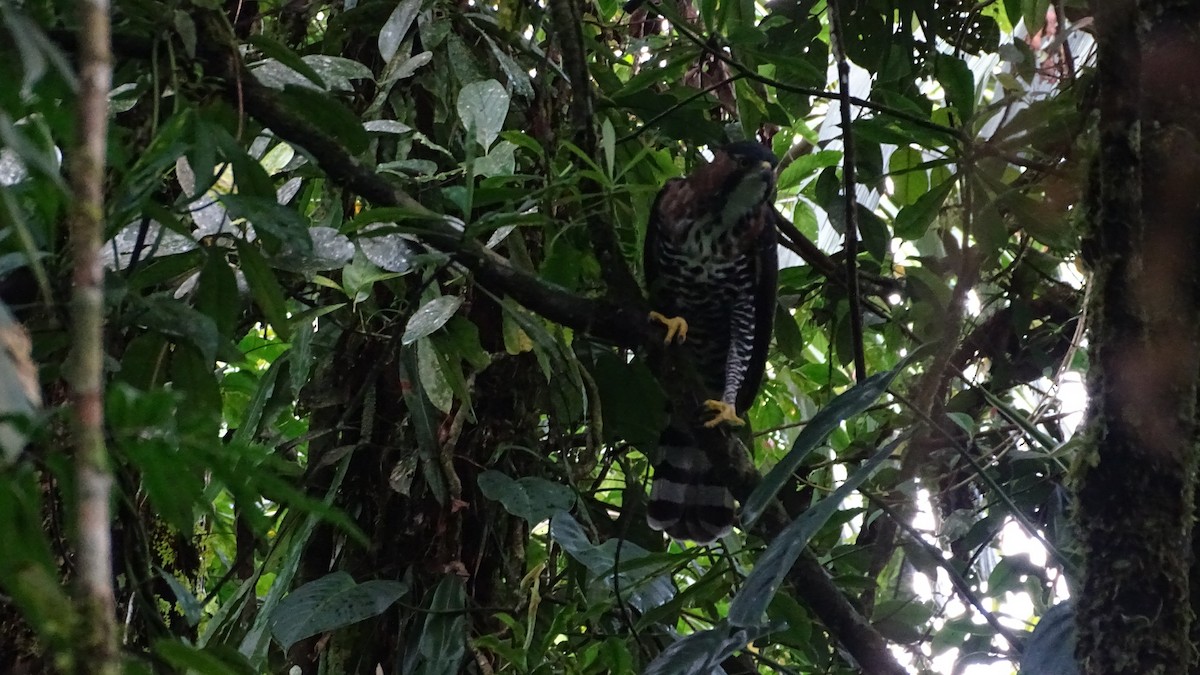 Ornate Hawk-Eagle - ML385326981