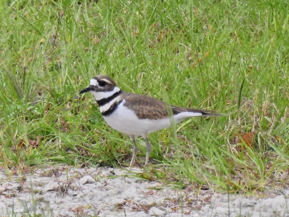 Killdeer - ML385328591