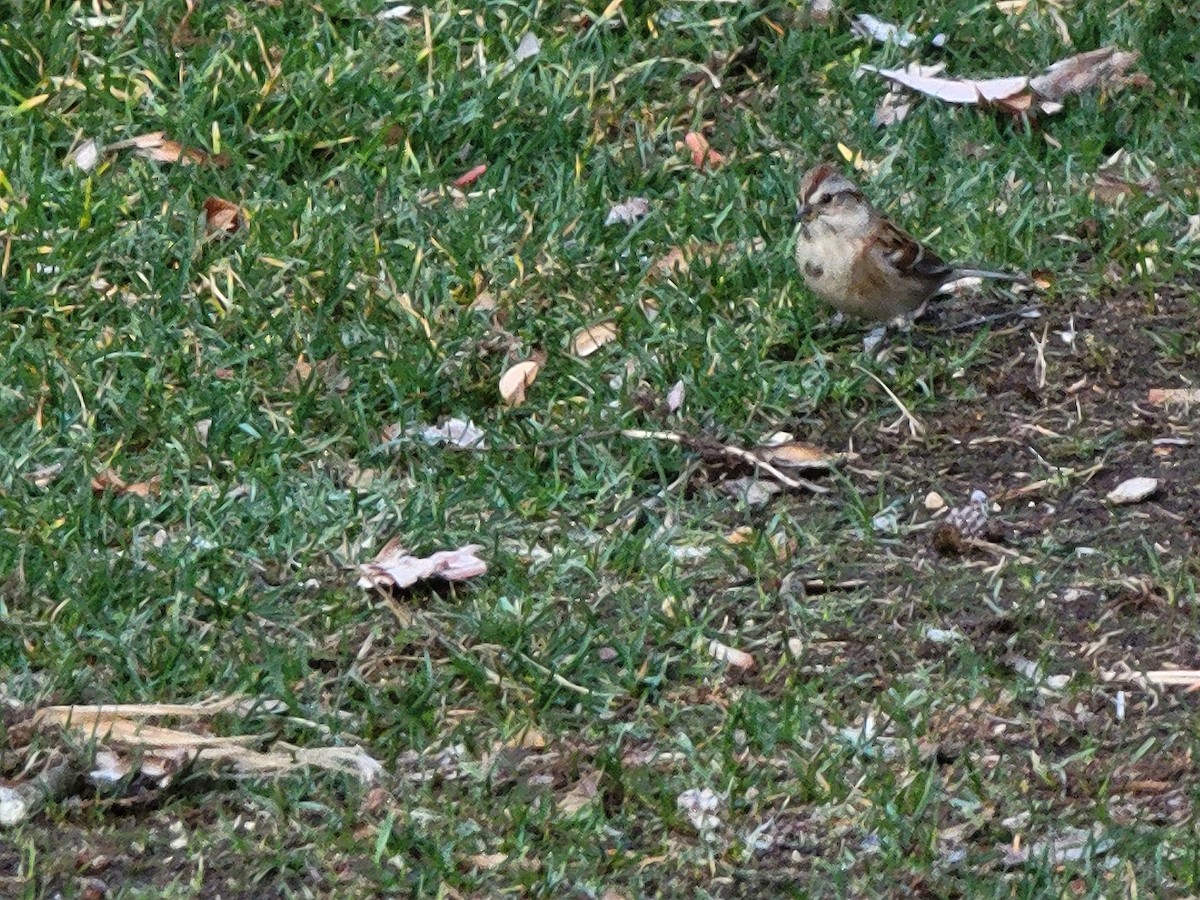 American Tree Sparrow - ML385329961