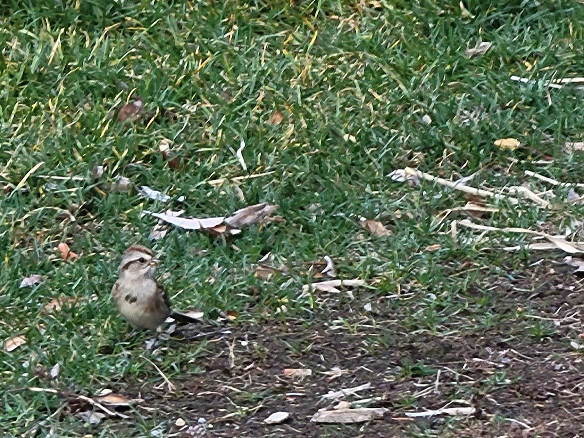 American Tree Sparrow - Chris Johnson