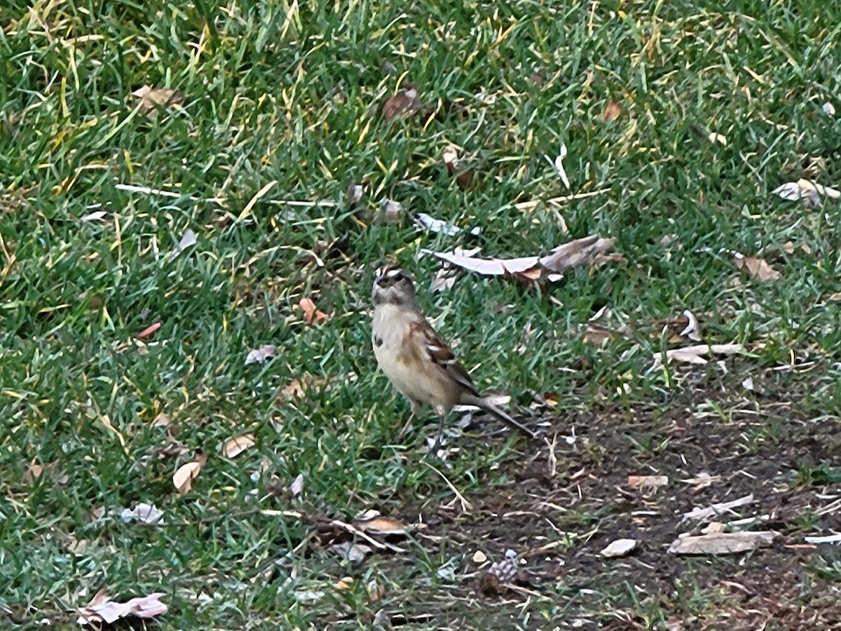American Tree Sparrow - ML385330161