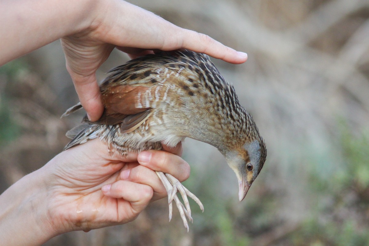 Corn Crake - ML385331181