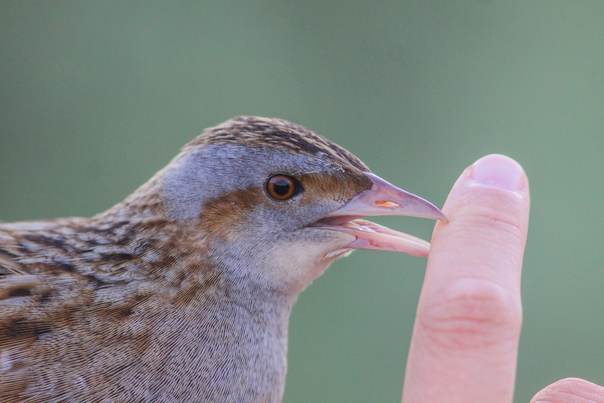 Corn Crake - ML385331191