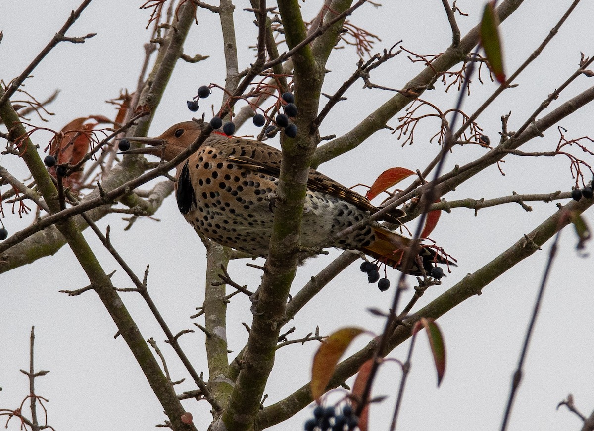 Northern Flicker - ML385331961