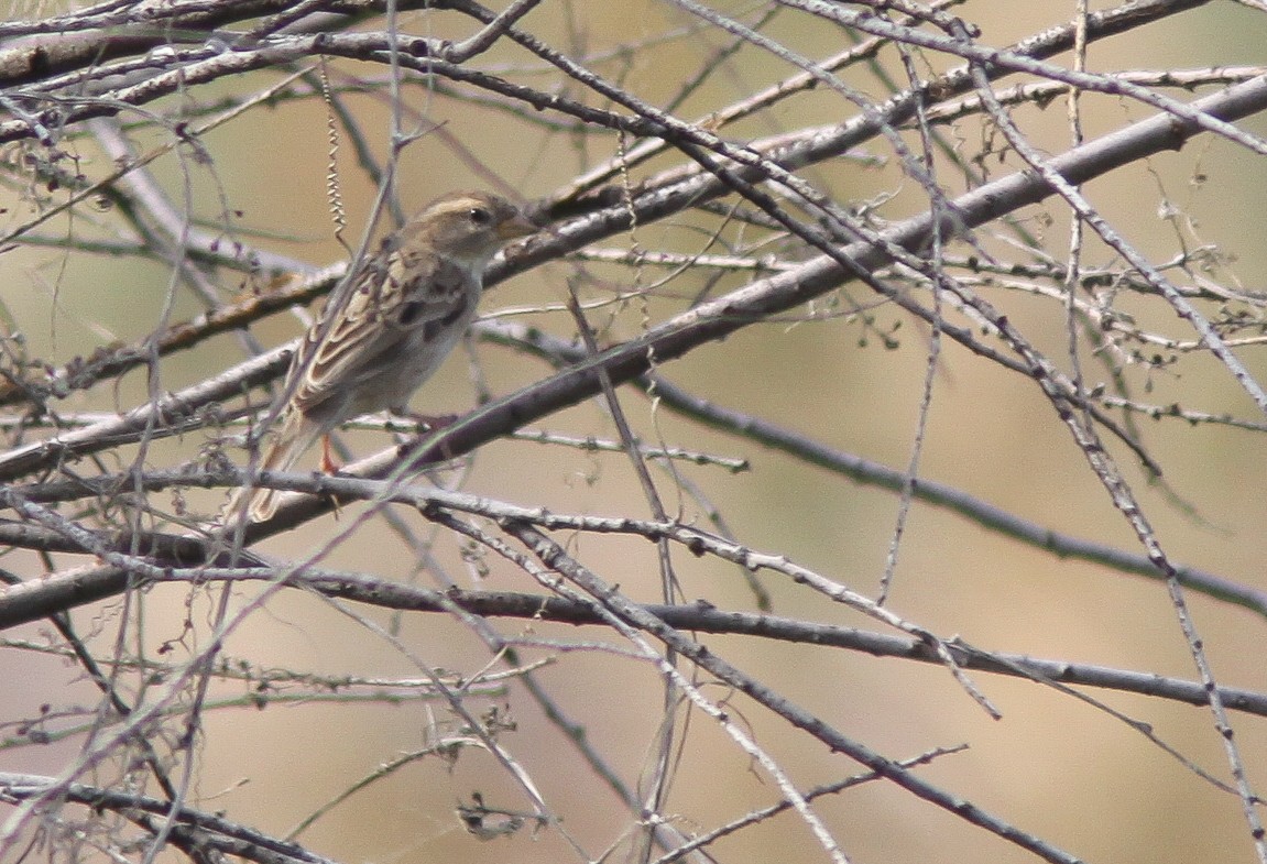 Dead Sea Sparrow - ML385332951