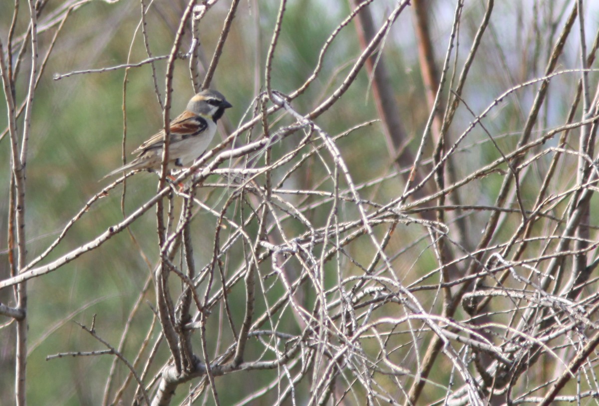 Dead Sea Sparrow - ML385332981